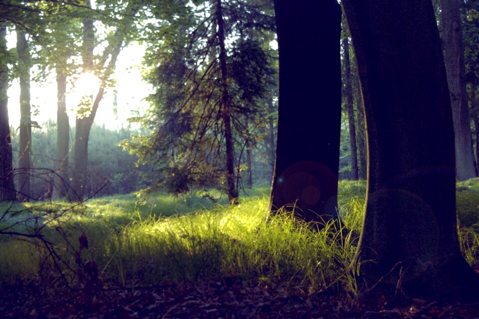 Forests light nature