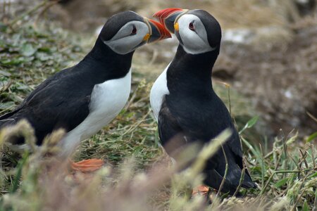 Puffin staffa scotland