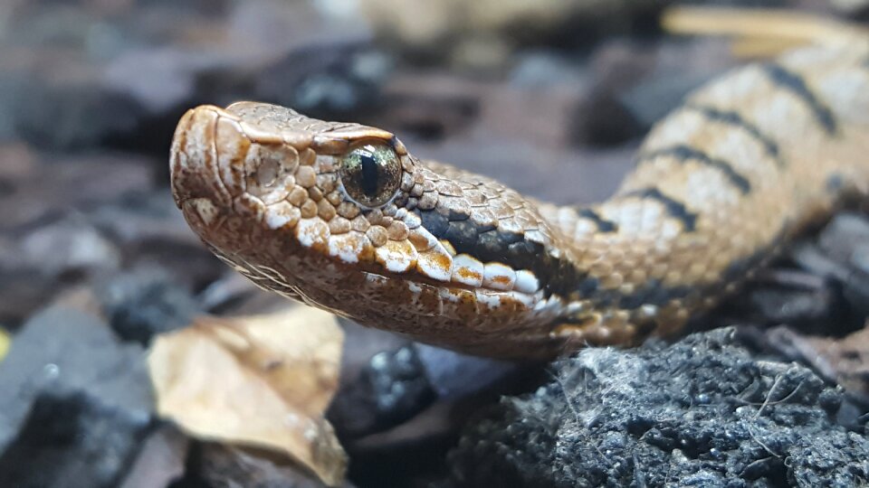 Nature reptile animal world