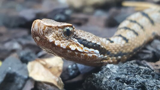 Nature reptile animal world