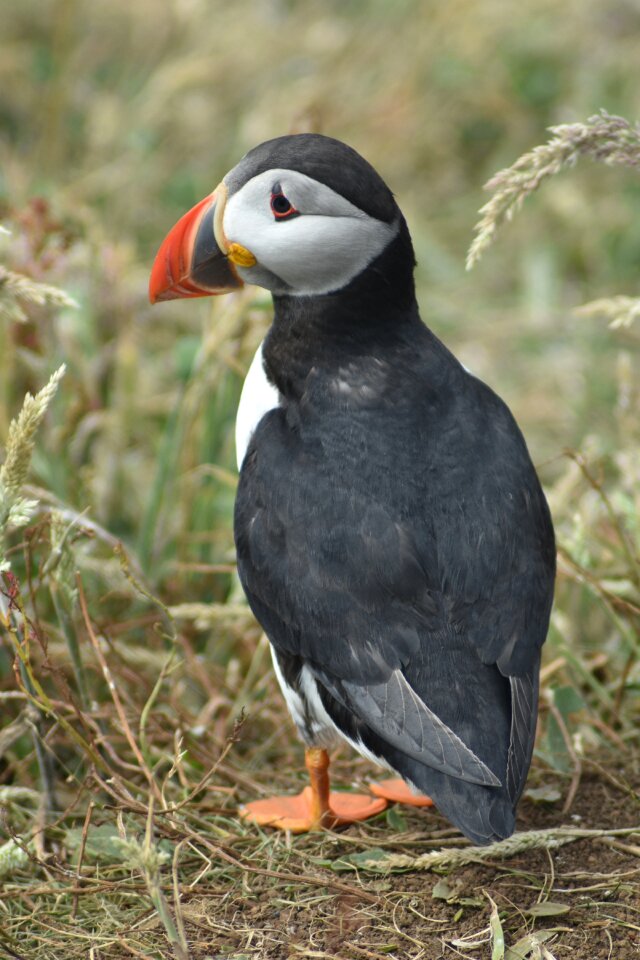 Puffin staffa scotland