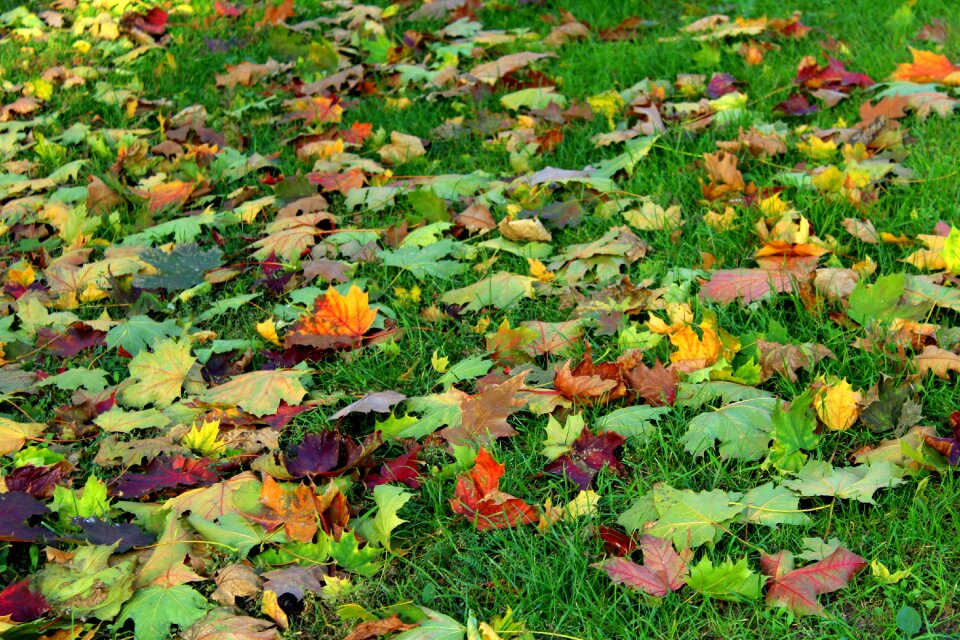 Season in the fall colorful