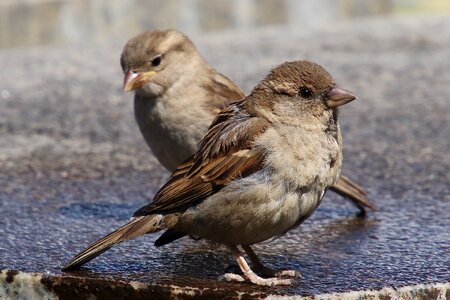 Bird animal water photo