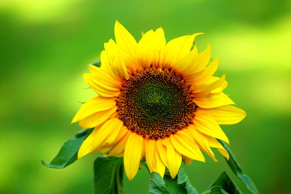 Yellow petals sunny yellow