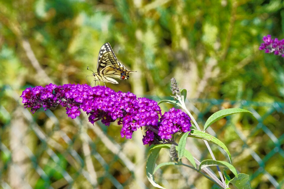 Dovetail flower nature photo