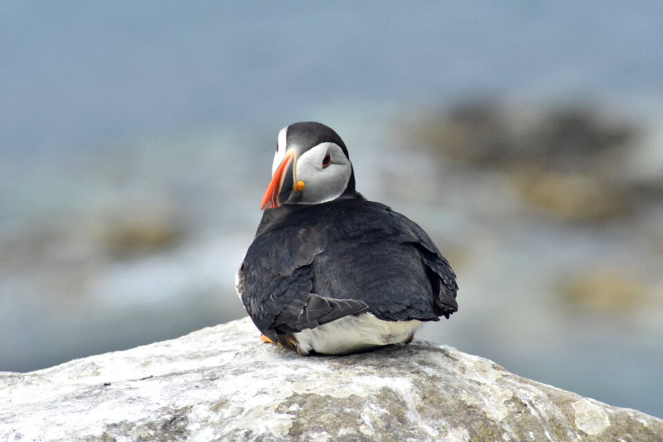 Puffin staffa scotland