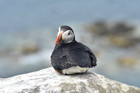 Puffin staffa scotland
