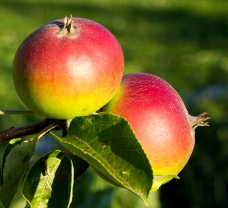 Close up nature fruit