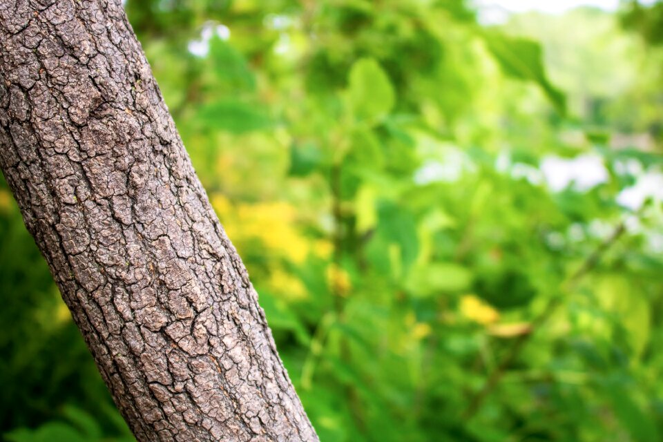 Trees nature landscape