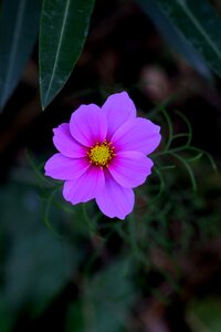 Plant supplies nature