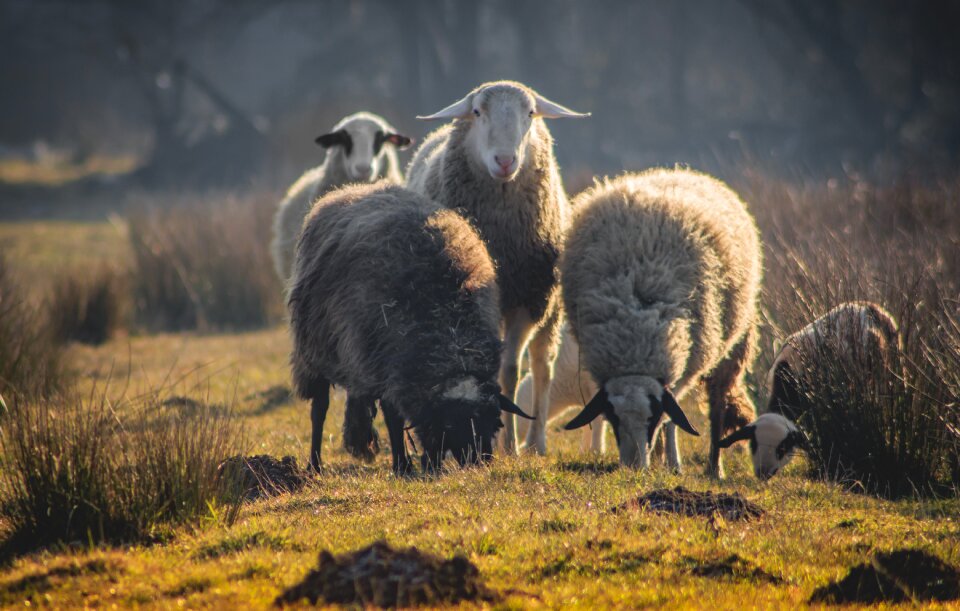Livestock wool mammal