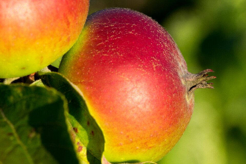 Kernobstgewaechs nature fruit