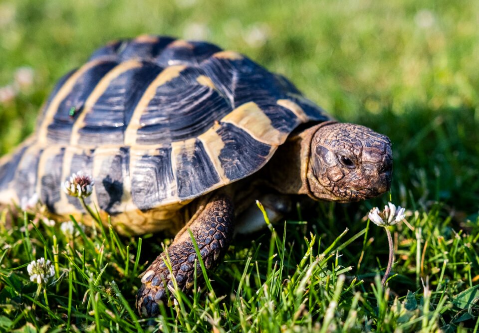 Animal armored tortoise shell