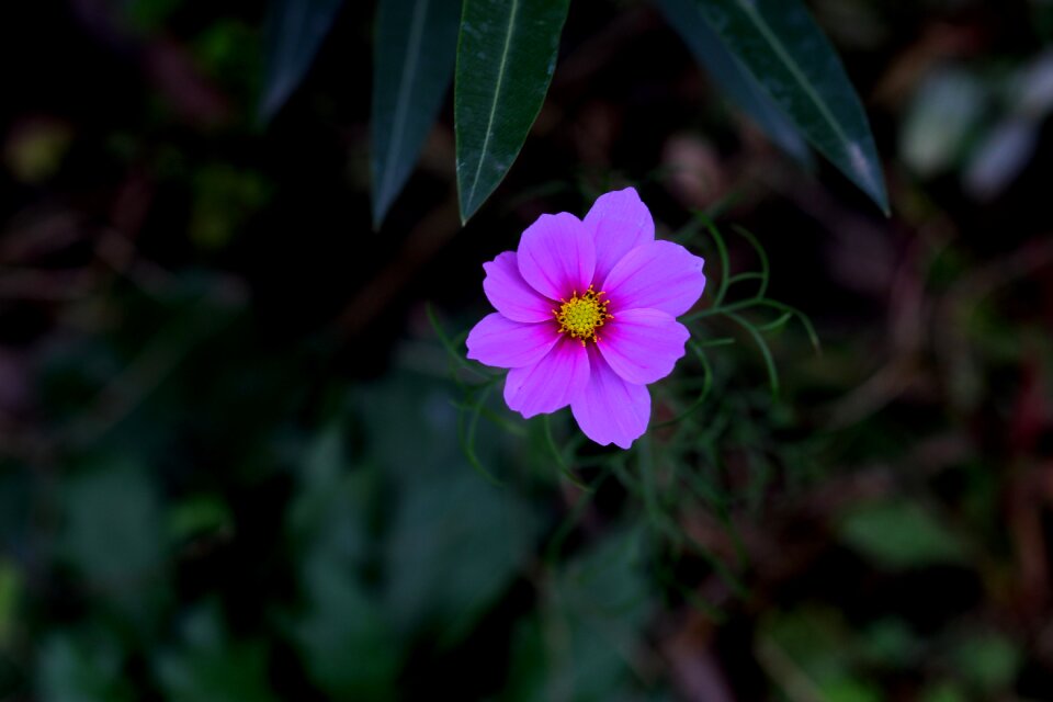 Plant supplies nature