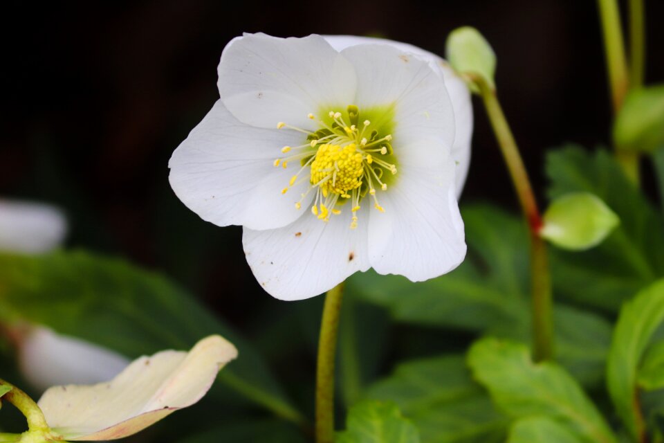 Bloom flower nature