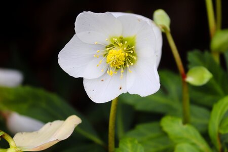 Bloom flower nature