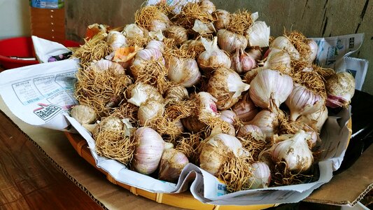 Basket grain agriculture