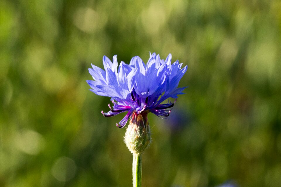 Summer blossom bloom
