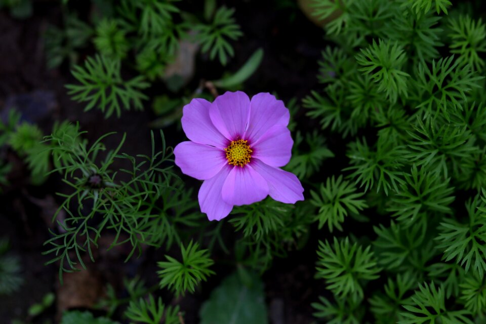 Plant supplies nature