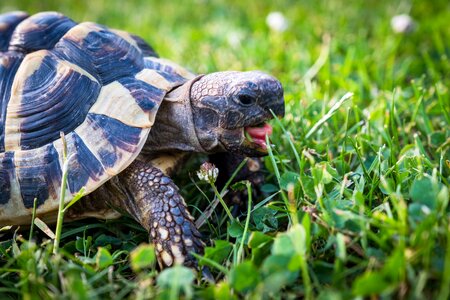 Animal armored tortoise shell photo