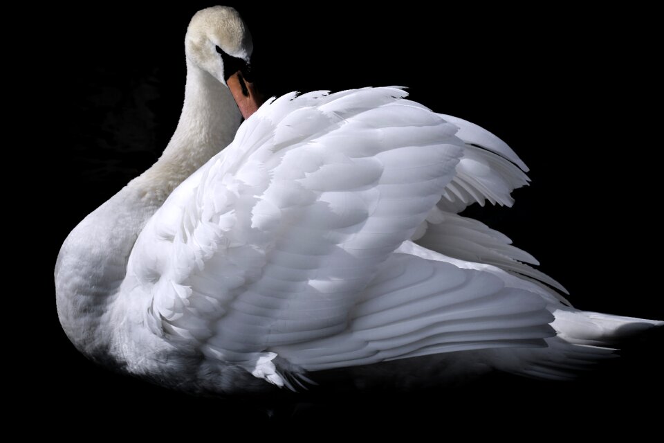 Plumage white beautiful