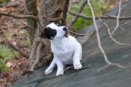Baby branch play