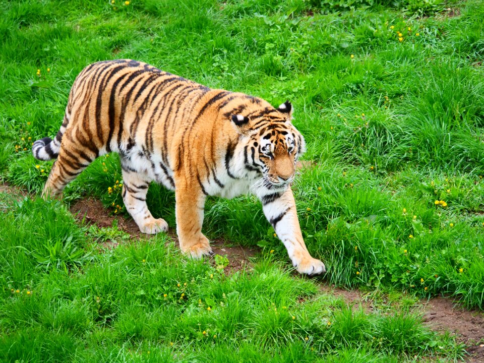 Wildlife carnivore mammal