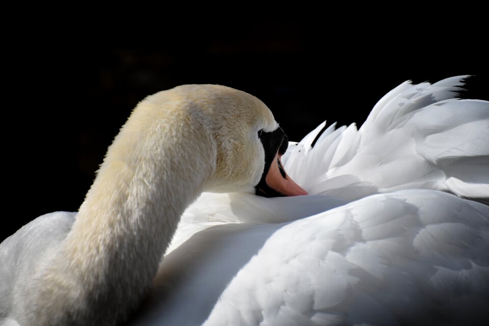 Plumage white beautiful