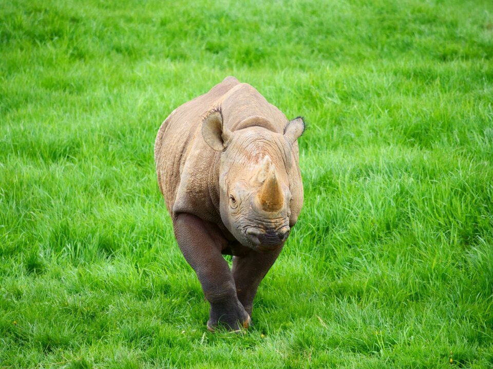 Mammal animal wildlife