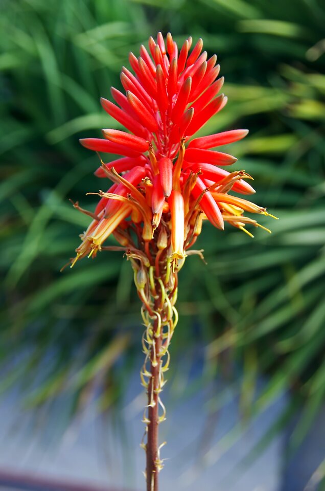 Inflorescence red flower raceme