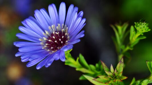 Flora close up blue