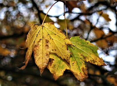 Outdoors flora tree