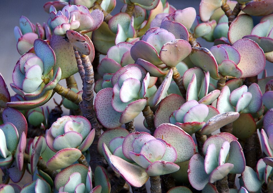Violet exotic crassulaceae