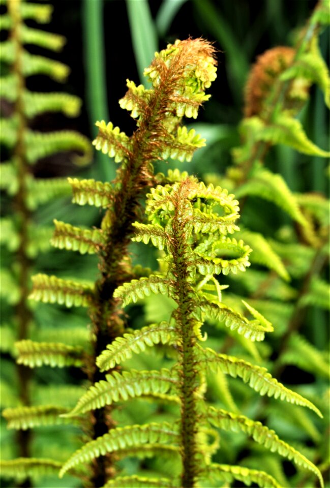 Fern desktop growth