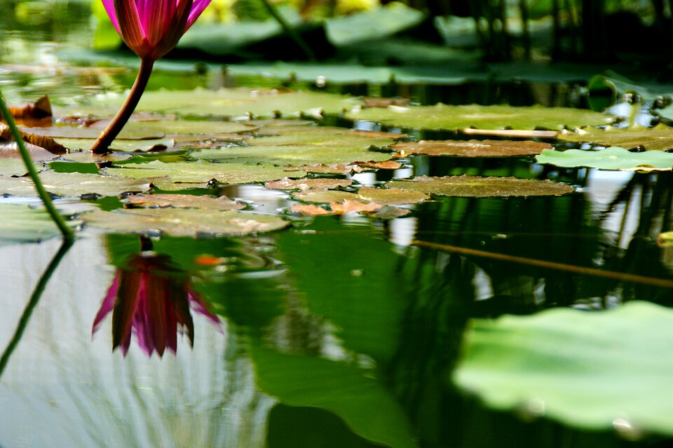 Pond plant nature pond flower