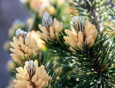Spruce needle branch softwood
