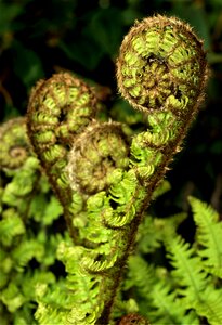 Leaf tree botanical