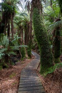 Nature path boardwalk