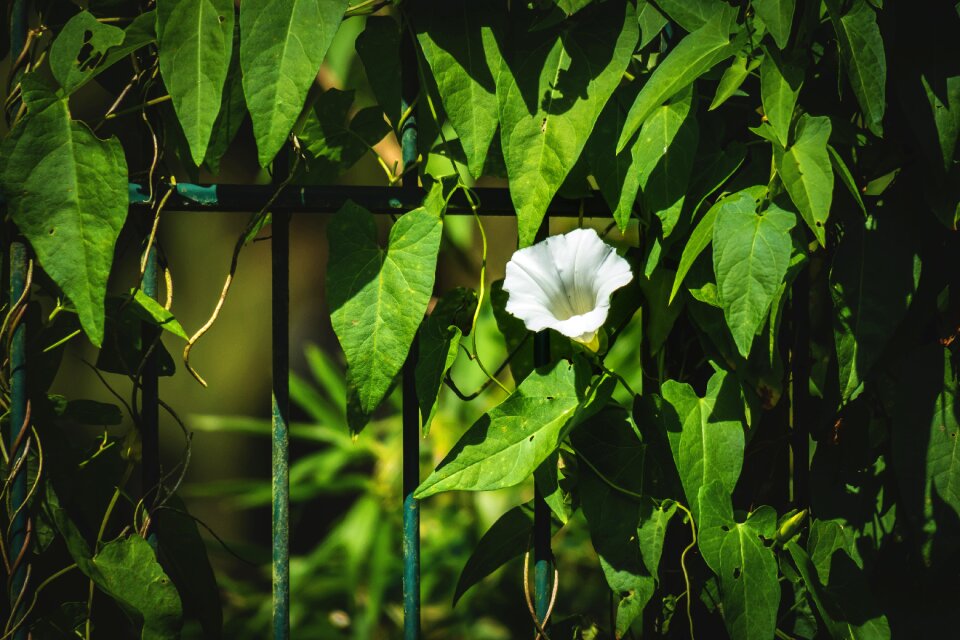 Blossom bloom calyx