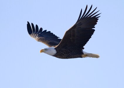 Sky wings predator photo