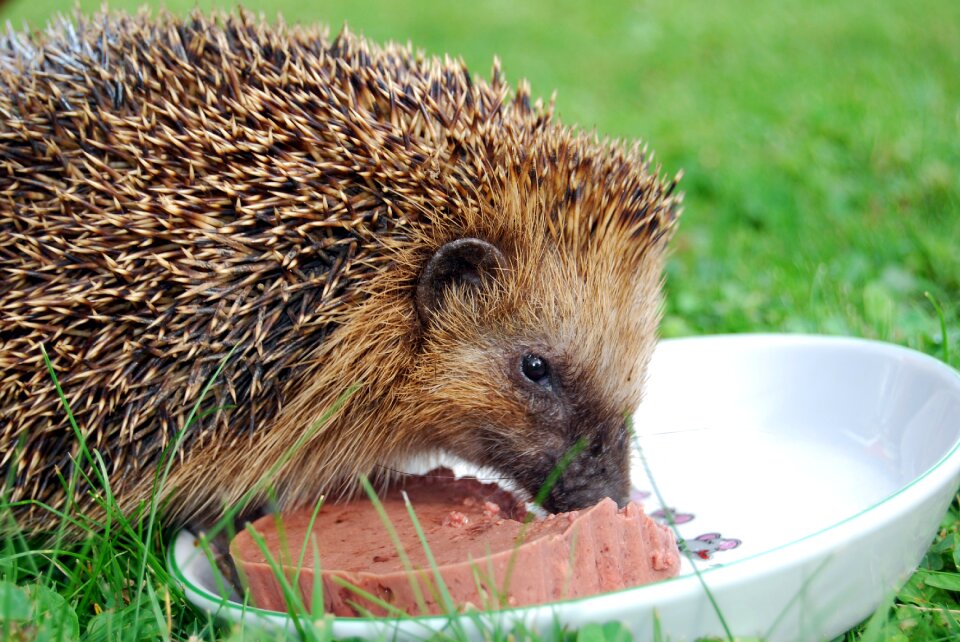 Cute mammal hedgehog