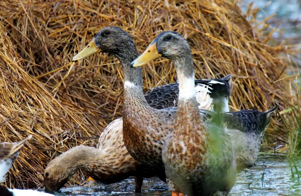 Bird domestic field