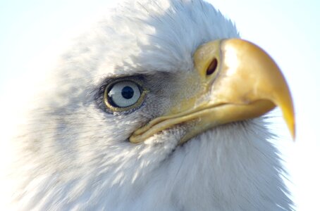 Raptor bird nature