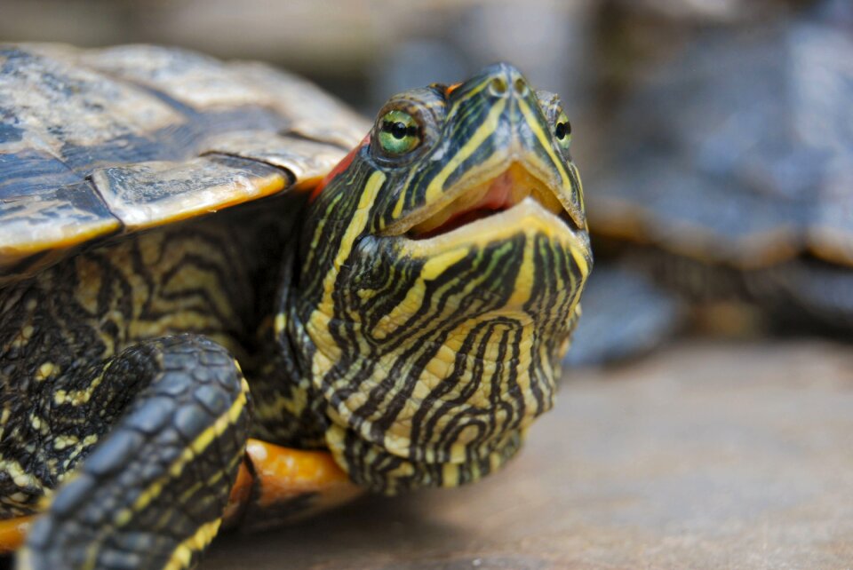Reptile turtle Free photos