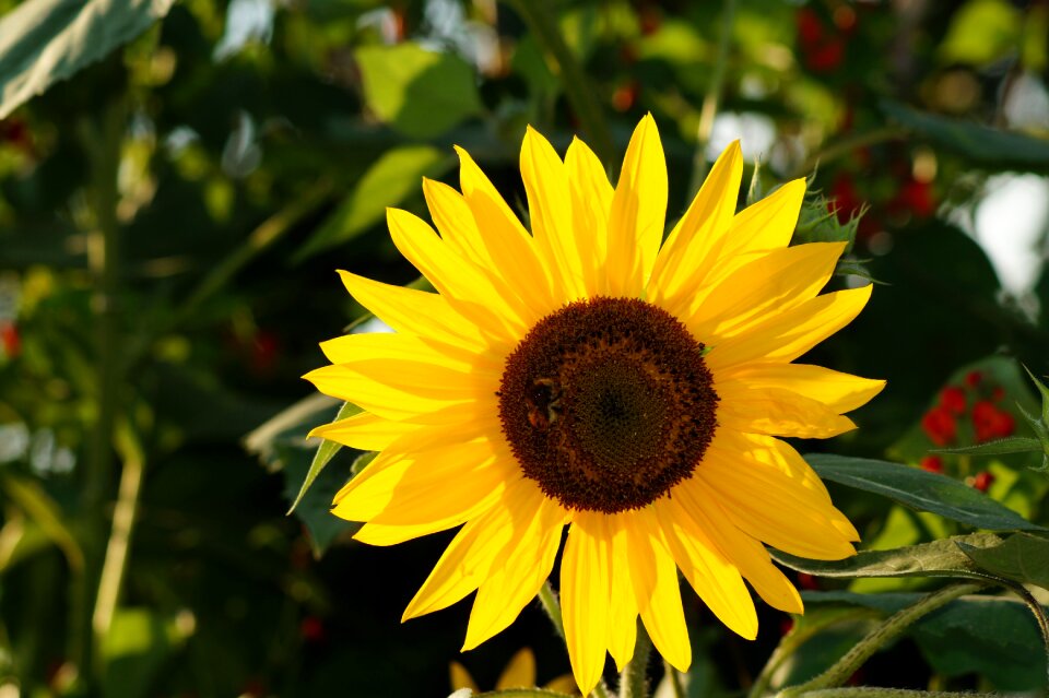 Nature summer blossom