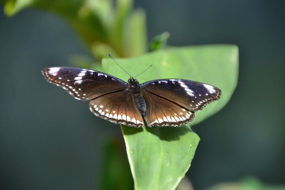 Insect wing nature