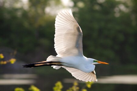 Wildlife flying nature photo