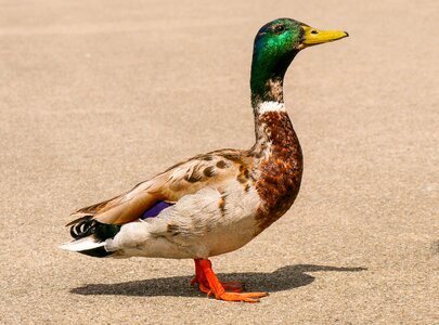 Drake curiosity water bird