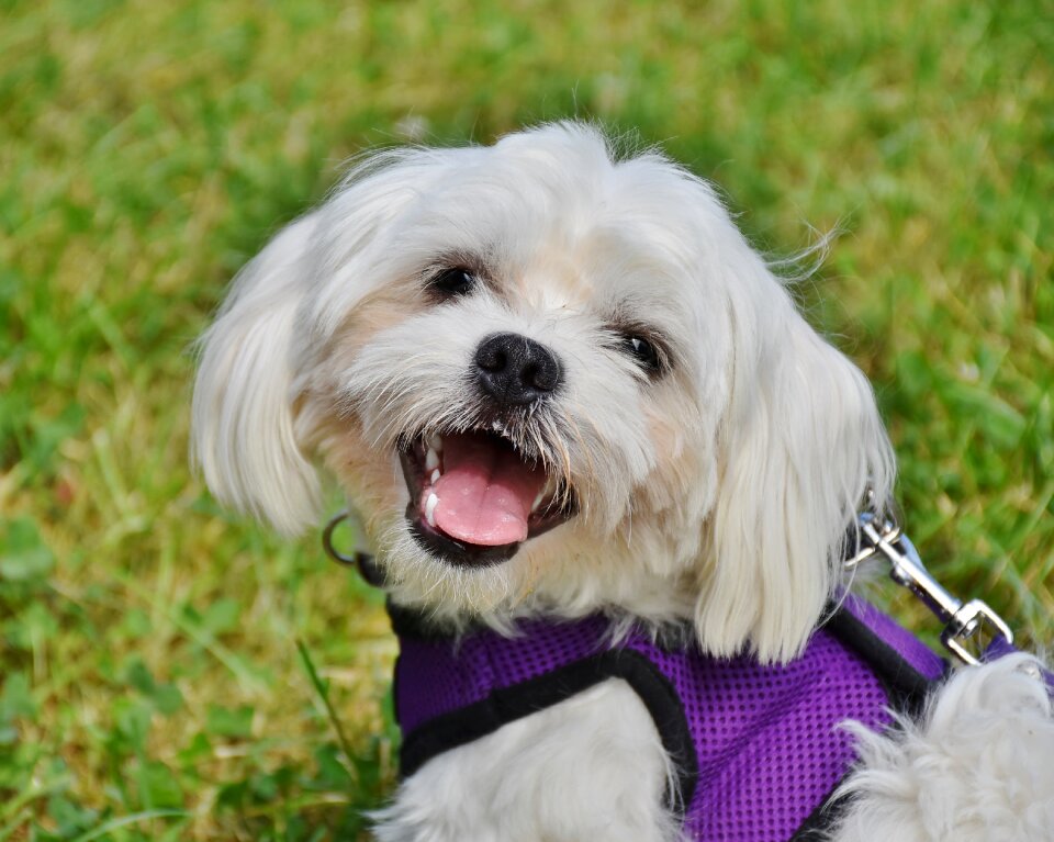 White small dog out