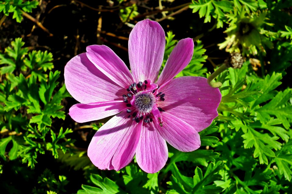 Spring nature closeup
